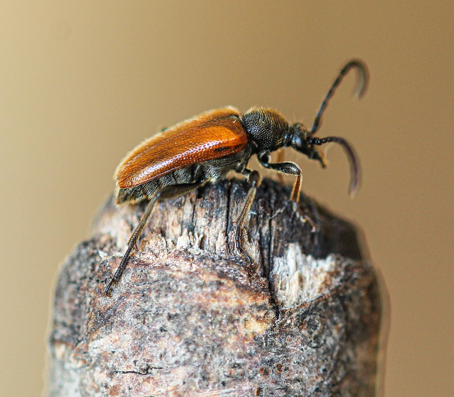 Cerambycidae: Pseudovadonia livida livida